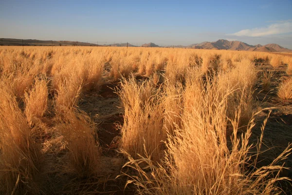 Vildmarken i namibia — Stockfoto
