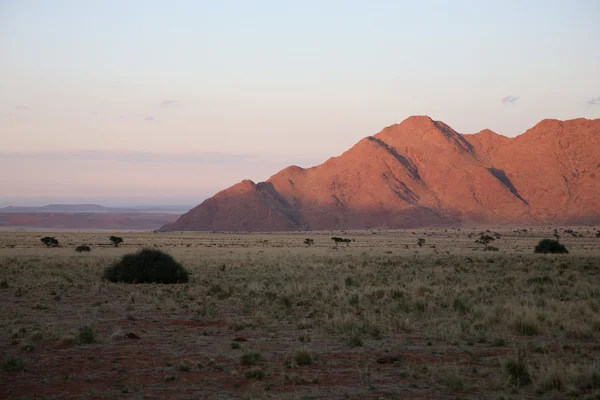 Дикая природа Намибии — стоковое фото