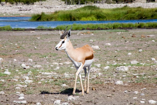 Springbok al Parco Nazionale Ethosa — Foto Stock