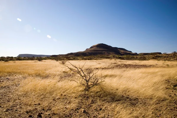 Vahşi doğada Namibya — Stok fotoğraf