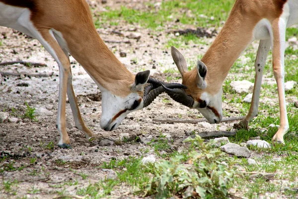Springboks peleando en el Parque Nacional Ethosa — Foto de Stock