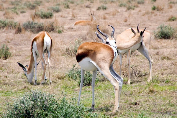 Groep van springboks in ethosa nationaal park — Stockfoto