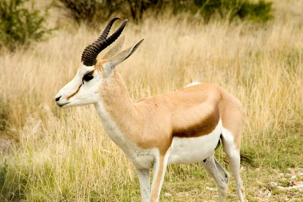 Springbok w ethosa park narodowy — Zdjęcie stockowe