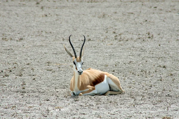 Antilopa skákavá ethosa národní park — Stock fotografie