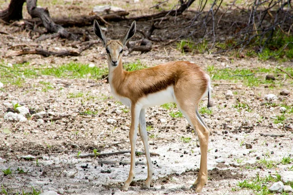 Bebek springbok ethosa Milli Parkı — Stok fotoğraf