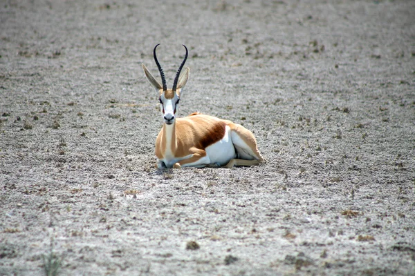 在 ethosa 国家公园跳羚 — 图库照片