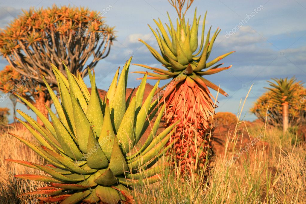 Quiver Tree Forest — Stock Photo © piccaya 5276412