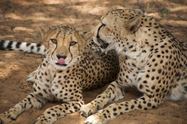 Cheetah in spannen — Stockfoto