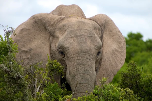 阿多公园里的大象 — 图库照片