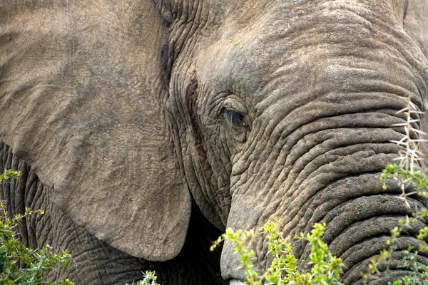 阿多公园里的大象 — 图库照片