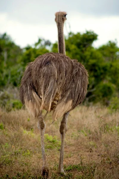 Struisvogels in Zuid-Afrika — Stockfoto