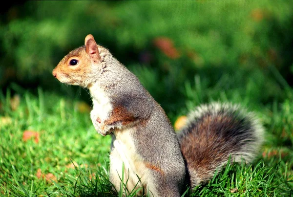 Esquilo no Central Park — Fotografia de Stock
