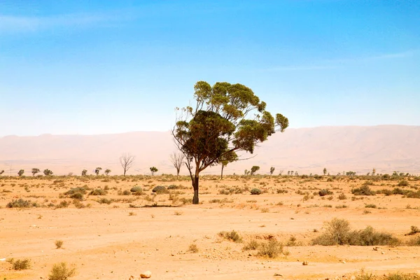 Palmbomen en natuurlijke landschap in Marokko — Stockfoto