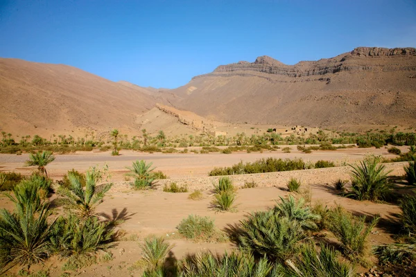 Palmen und natürliche Landschaft in Marokko — Stockfoto