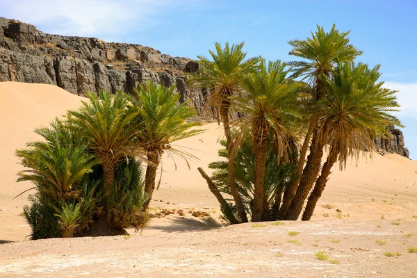 Palm trees and natural landscape in Morocco — Stock Photo, Image