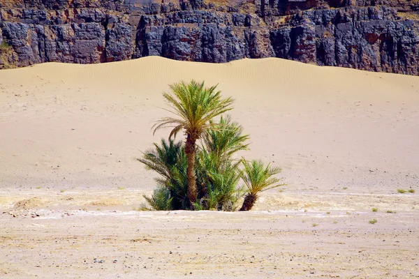 棕榈树和自然景观在摩洛哥 — 图库照片