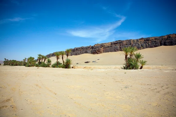 Palmy i naturalny krajobraz w Maroko — Zdjęcie stockowe