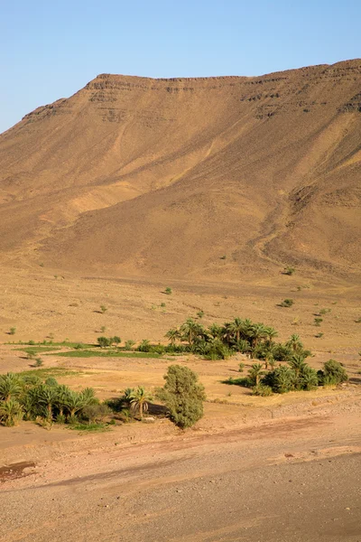 Palmeras y paisaje natural en Marruecos —  Fotos de Stock