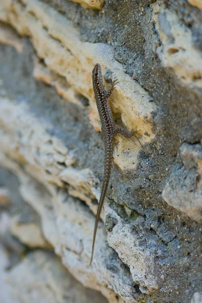 stock image Little lizard