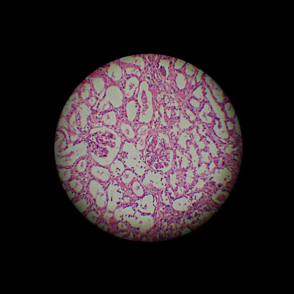 Image Microscope Zoom — Photo