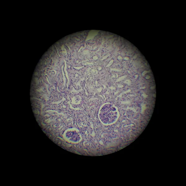 Obraz Przez Mikroskop Powiększenie — Zdjęcie stockowe