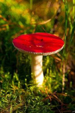 Russula