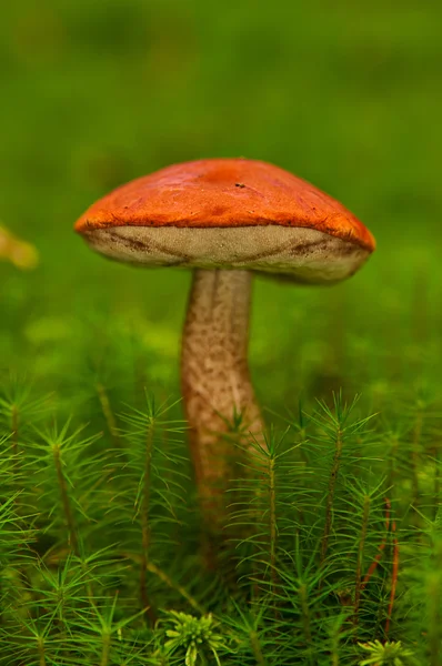 Osika houby — Stock fotografie