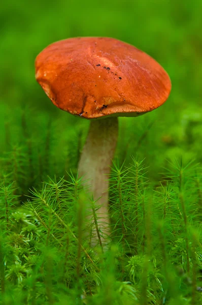 Osika grzyb — Zdjęcie stockowe