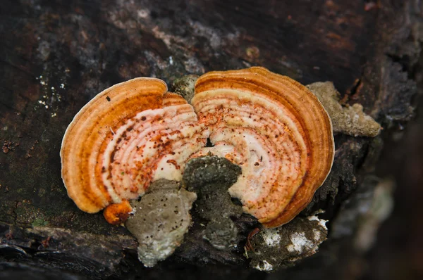 木材菌 — ストック写真