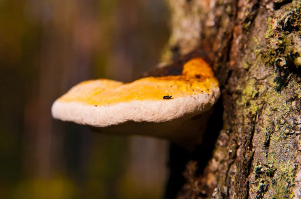 Drewno grzyb — Zdjęcie stockowe