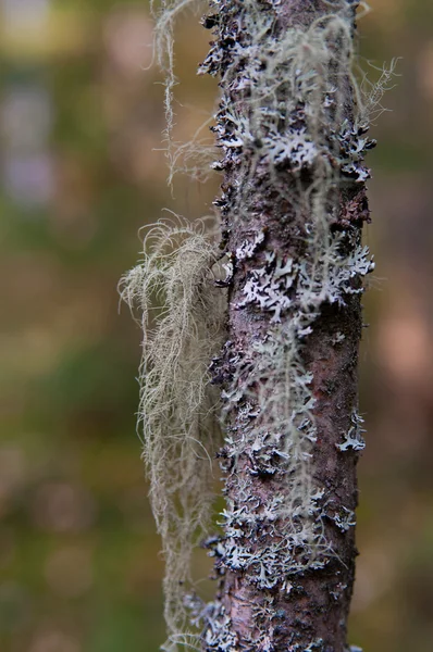 Grey lichen — Stock Photo, Image