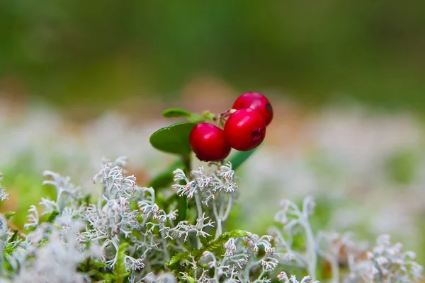 Krowa jagoda w Licheniu — Zdjęcie stockowe