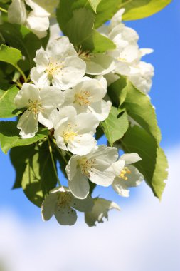 Apple-tree flower and sky clipart