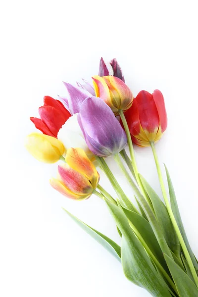 stock image Tulips