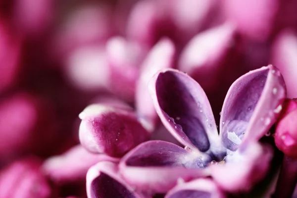 紫丁香 免版税图库照片