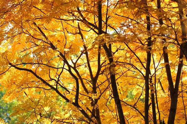 Осенняя ветвь рябины . Стоковая Картинка