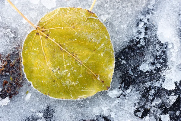 在冰上一棵树的叶 图库图片