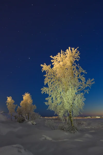 反对繁星点点的天空的雪覆盖着的一棵树 — 图库照片