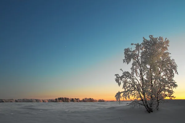 Tree Covered Snow Sky — Stock Photo, Image