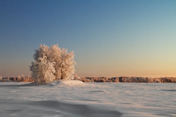 对天空的雪覆盖着的一棵树 — 图库照片