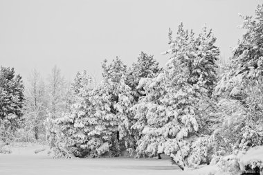 A tail in the forest right after a snow storm clipart