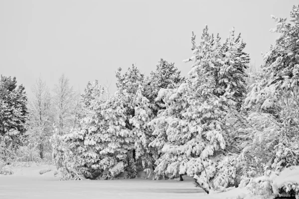 Een Staart Het Forest Direct Een Sneeuwstorm — Stockfoto