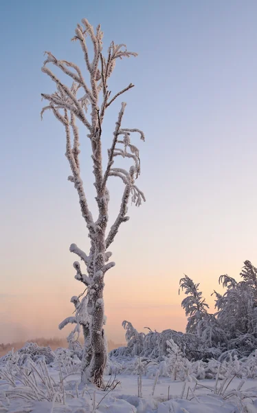 Tree Covered Snow Starry Sky — Stock Photo, Image
