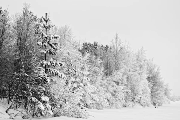 Burzy śnieżnej — Zdjęcie stockowe