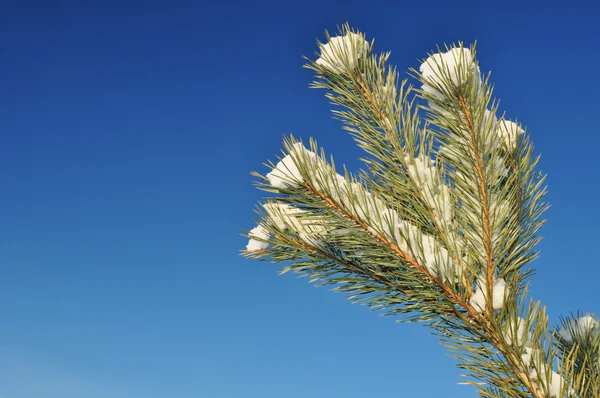 stock image Branch, Christmas