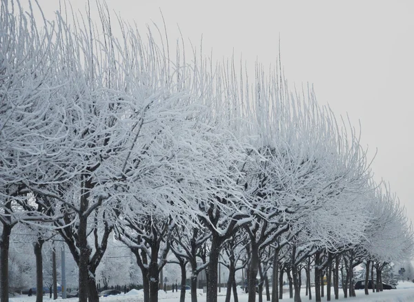 冬には、美しい木々 — ストック写真