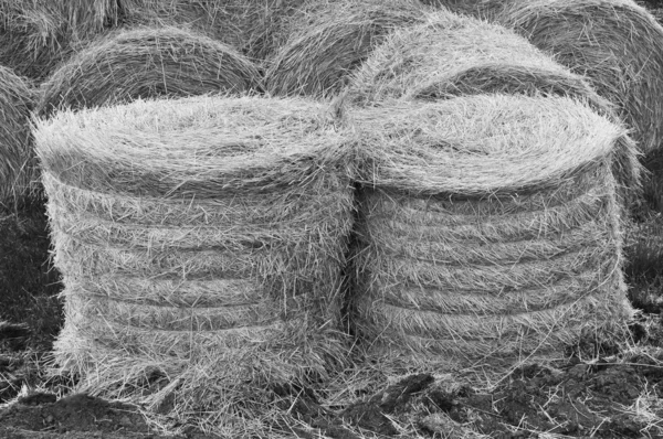 Straw Hey, Mountain Shape Straw Hay Dry, Straw Many on White