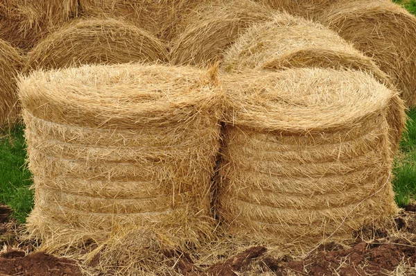 农场作物 存储捆捆稻草或干草 收获和大量供应 躺在地上的 图库图片
