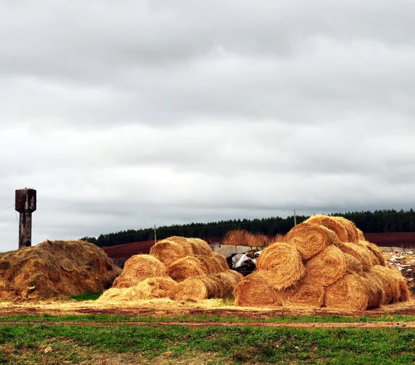 Agricultura Paisaje Rural Almacenamiento Fardos Cosecha Gran Oferta Acostado Suelo — Foto de Stock