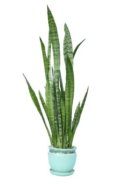 Bitki veya anne yasa'nın, dil - sansevieria trifasciata yılan